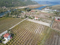 Ortaca Dalyan Satılık Arsa 5000 M2