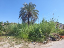 Köyceğiz Gülpınar Satılık Arsa 850 M2