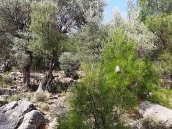 Ortaca Gökbel Satılık Arazi 25500 M2