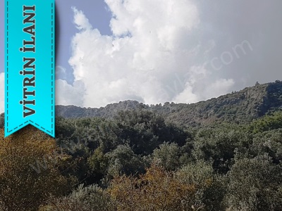 Muğla Ortaca Fevziye De 21 775 M2 Kükürtlü Suya Yakın Arazi Satılık Tarla