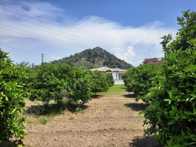 Muğla Dalyan Da Satılık Arsa 722 M2 İmarlı Müstakil Ortaca