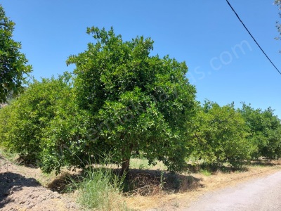 Muğla Ortaca Okçular Da 1015 69 M2 Müstakil Tapulu Satılık Arsa