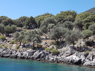 Fethiye Göcek Adasında Deniz Sıfır Konumda 2600 M2 Zeytinlik Satılık Tarla