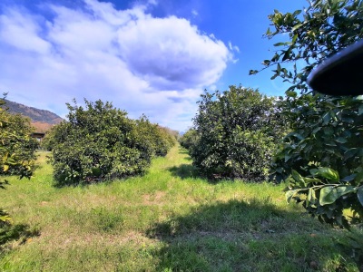 Ortaca Mergenlide 5134 M2 Ve Resmi 50 İnşaata İzinli Narenciye Bahçesi Satılık Tarla