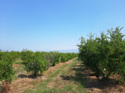 Muğla Ortaca Tepearasında Satılık Arazi Kelepir Müstakil 22 250 Bodrum