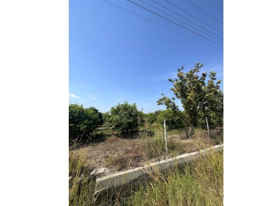 Dalyan Eskiköy De 15 000 M2 Limon Bahçesi Satılık Tarla Ortaca