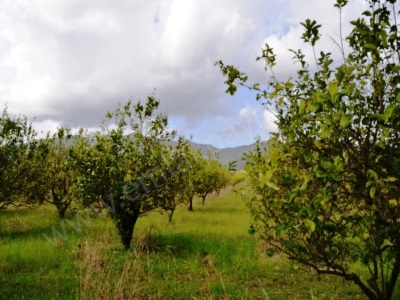 Ortaca Yerbelende Kelepir 1068 M2 İmarlı Satılık Arsa Yap Sata Uygun