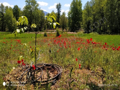 Çameli Kirazlıyaylada 1450 M2 Verimli Müstakil Satılık Arazi