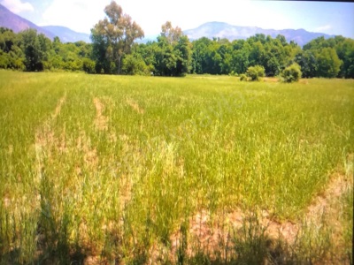 Muğla Köyceğiz Toparlar Mah 6730 M2 2B Satılık Tarla