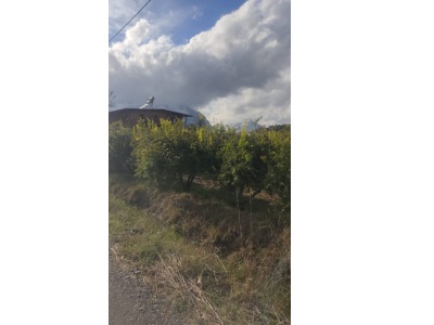 Muğla Ortaca Eskiköyde 7833 M2 Müstakil Satılık Tarla