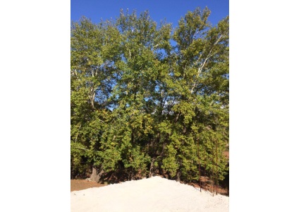 Denizli Beyağaç Hürriyet Mahallesindeki 5 Parsel 11800 M2 Toplu Satılık Arazi