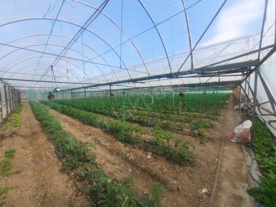 Eskiköyde 5 000 M2 Arazide 3 Tünel Sera 2 Adet 3+1 Daire Ve Müstakil Dubleks Satılık Ev Ortaca