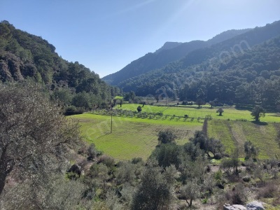 Muğla Dalyan Gökbelde 13 200 M2 Müstakil Tapulu Zeytinlik Satılık Arazi Ortaca