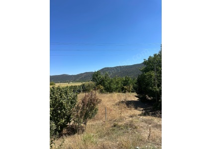 Denizli Çameli De Anayol Kenarı 3070 M2 Ceviz Bahçesi Satılık Tarla Yumrutaş