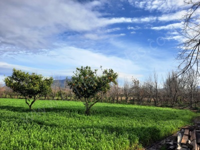 Ortaca Okçularda 1500 M2 Müstakil Doğa İçinde Arsa Satılık Arazi
