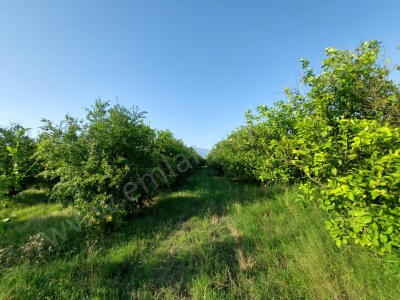 Muğla Ortaca Tepearası’Nda 23 000 M² Satılık Tarla