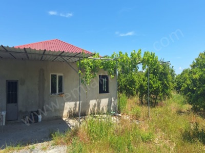 Köyceğiz Toparlarda 17 000 M2 Portakal Bahçesinde 3+1 Satılık Çiftlik Köy Evi