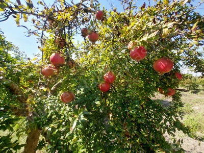 Muğla Dalyanda 5700 M2 Bakımlı Kelepir Nar Bahçesi Satılık Tarla Ortaca