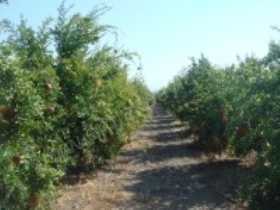 Ortaca Mergenlide Müstakil 8 780 M2 Nar Bahçesi Satılık Tarla