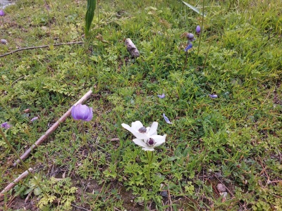 Dalaman Gürköyde 3 500 M2 Deniz Manzaralı Müstakil Satılık Arazi