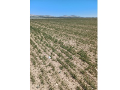 Konya Kadınhanı Başkuyu 650 000 M2 Kelepir Satılık Arazi