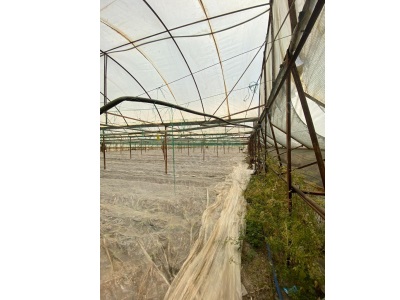 Ortaca Eskiköy De 5200 M2 Tarla İçinde Ve Sera Satılık Müstakil Ev 2+1