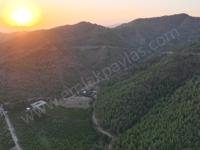 Ortaca Çaylıda 150 M² İnşaat Hakkı Olan Müstakil 5 000 Limon Bahçesi Satılık Tarla Veya Takas