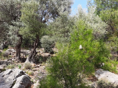 Muğla Ortaca Dalyan Gökbel De 3 100 M2 Hazine Si Zilliyet Hakkı Devir Edilecek Satılık Arazi