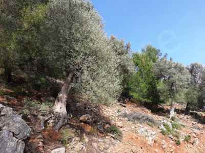 Terrain For Sale in  Turkey, Mugla, Ortaca, Gokbel , 25500 m2