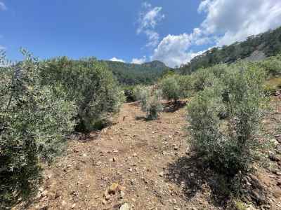 Terrain For Sale in  Turkey, Mugla, Dalaman, Bozbel , 2800 m2
