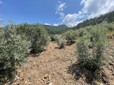 Dalaman Bozbelde 2 800 M² Rızai Taksimli Satılık Arazi