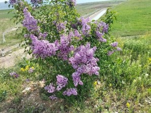 İSPİR   AŞKALE YOL AYRIMINDA MEYVE AĞAÇLI SATILIK SU BAŞINDA TARLA ÇINARDAN 