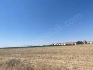 KALINTOPRAKTA ÇOBANLAR YOLUNA YAKIN TOPLAM 117 DEKAR TARLA