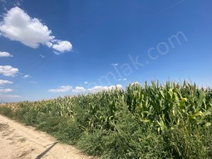 ALKOLOİD YOLUNDA TARLA