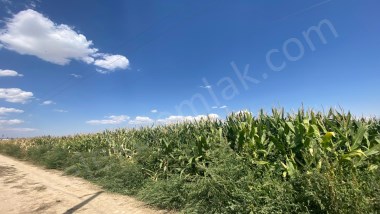 ALKOLOİD YOLUNDA TARLA