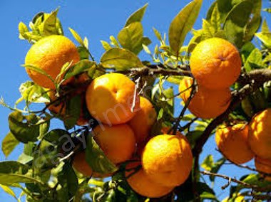 Narenciye Zeytin Erik Murt Bahçesi 