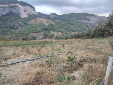 Mersin Değirmençayda Erik ve Hurma Bahçesi