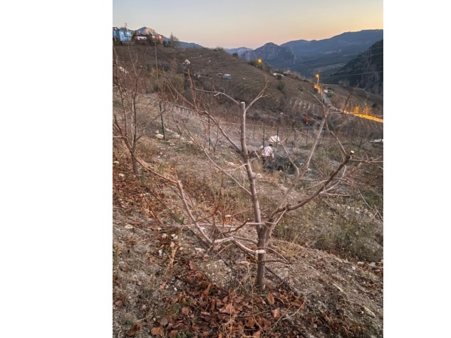 Mezitli Sarılarda Etrafı Çevrili Yola Cepheli Meyve Bahçesi