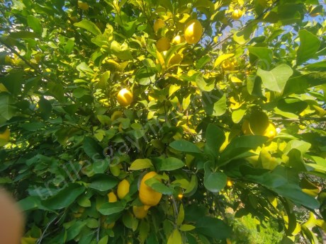 TRALLES GAYRİMENKULDEN CUMALIDA KÖY İÇİNDE SATILIK ARSA: