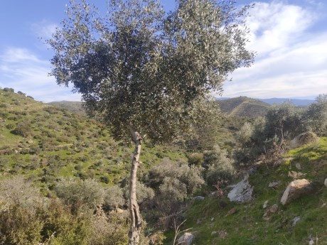 TRALLES GAYRİMENKULDEN YENİPAZAR ÇAVDARDA SATILIK ZEYTİNLİK: