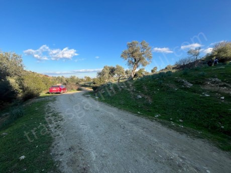 TRALLES GAYRİMENKULDEN CİNCİNDE SATILIK 2 DEKAR ZEYTİNLİK: