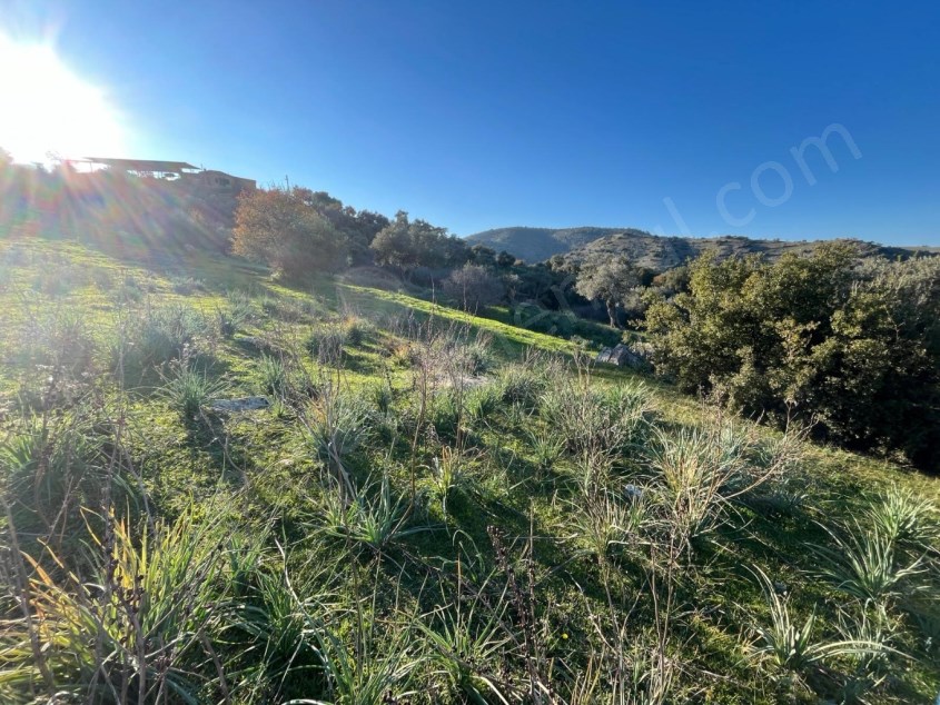 TRALLES GAYRİMENKULDEN CİNCİNDE SATILIK 2 DEKAR ZEYTİNLİK: