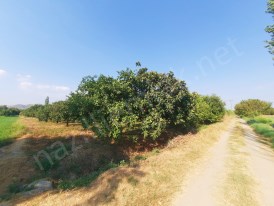 Güzelköyde karayoluna 400 metre portakal bahçesi..