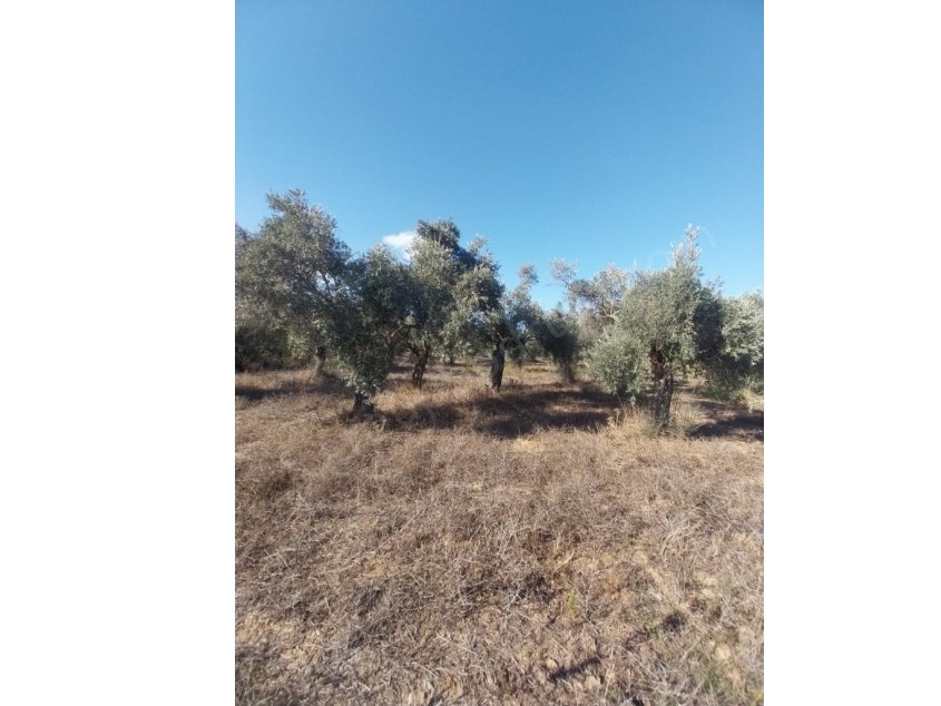 FC GROUPtan Zeytinlik Tarla – Üretim ve Yatırım Bir Arada