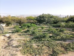 HANIMIN ÇİFTLİĞİNDE SATILIK ARSA