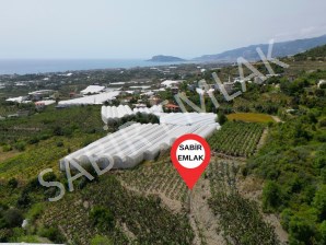 ALANYA YAYLALI SATILIK MUZ BAHÇESİ YATIRIMLIK TARLA