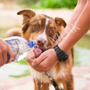 Lütfen Dikkat edelim. Susuyorlar söylemiyorlar !!!