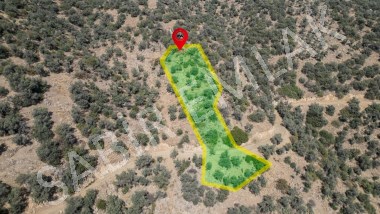 İZMİR BAYINDIR SATILIK ZEYTİN BAHÇESİ ZEYTİNOVA YOLA SIFIR