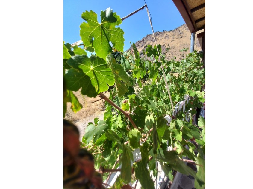 ALTINOLUK TA SATILIK EVLİ BAHÇE