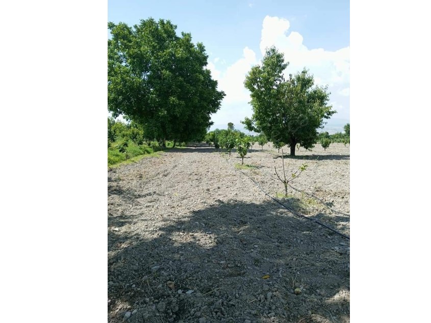 MONTE den HONAZ Cumhuriyette 3740 m2 TARLA (anahtarinizbizde.com denizli satılık tarla)